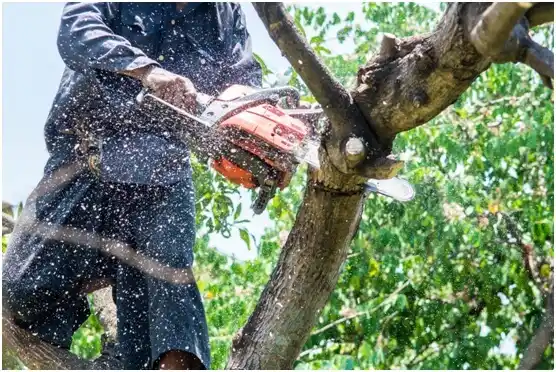 tree services Aguada